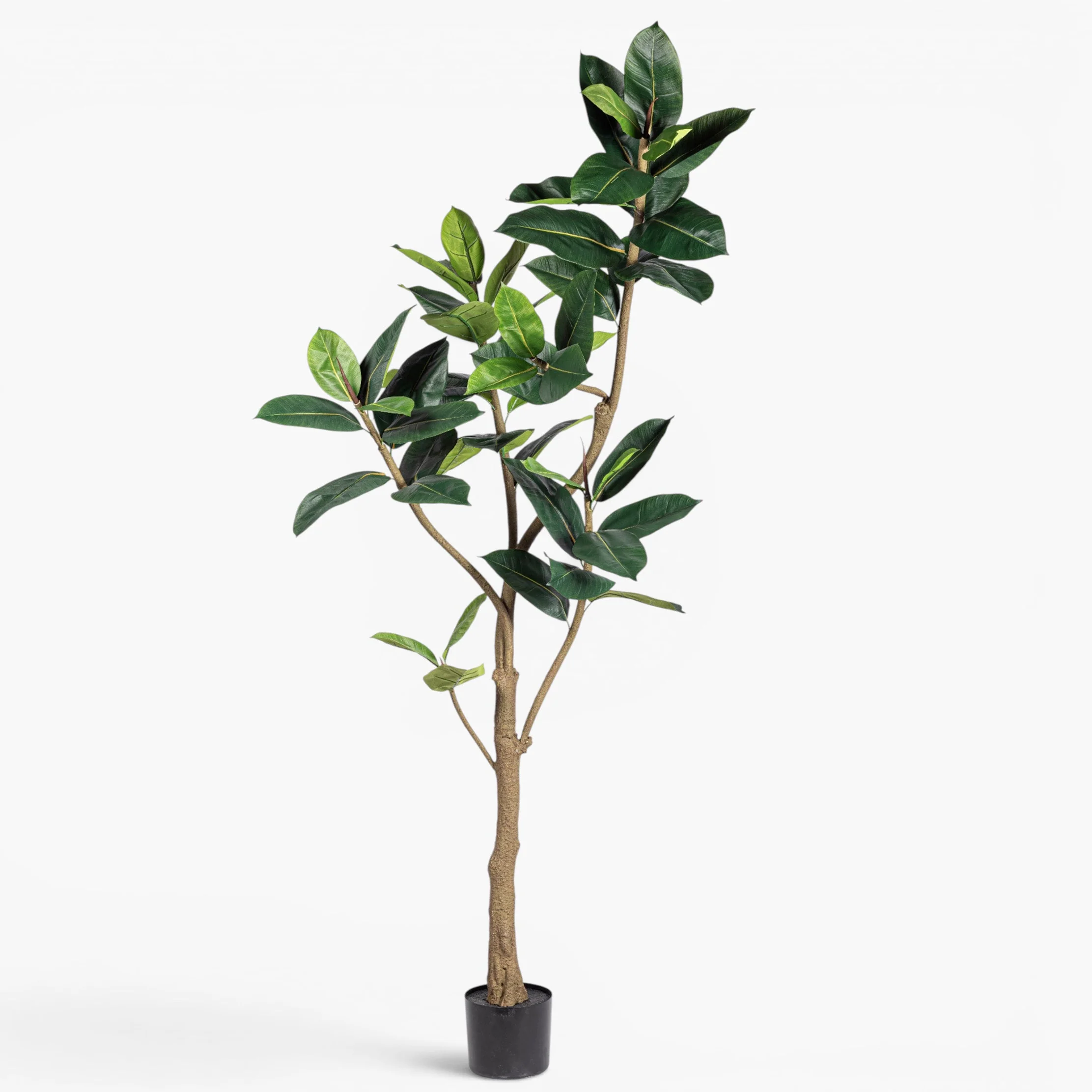 New Plants & Trees