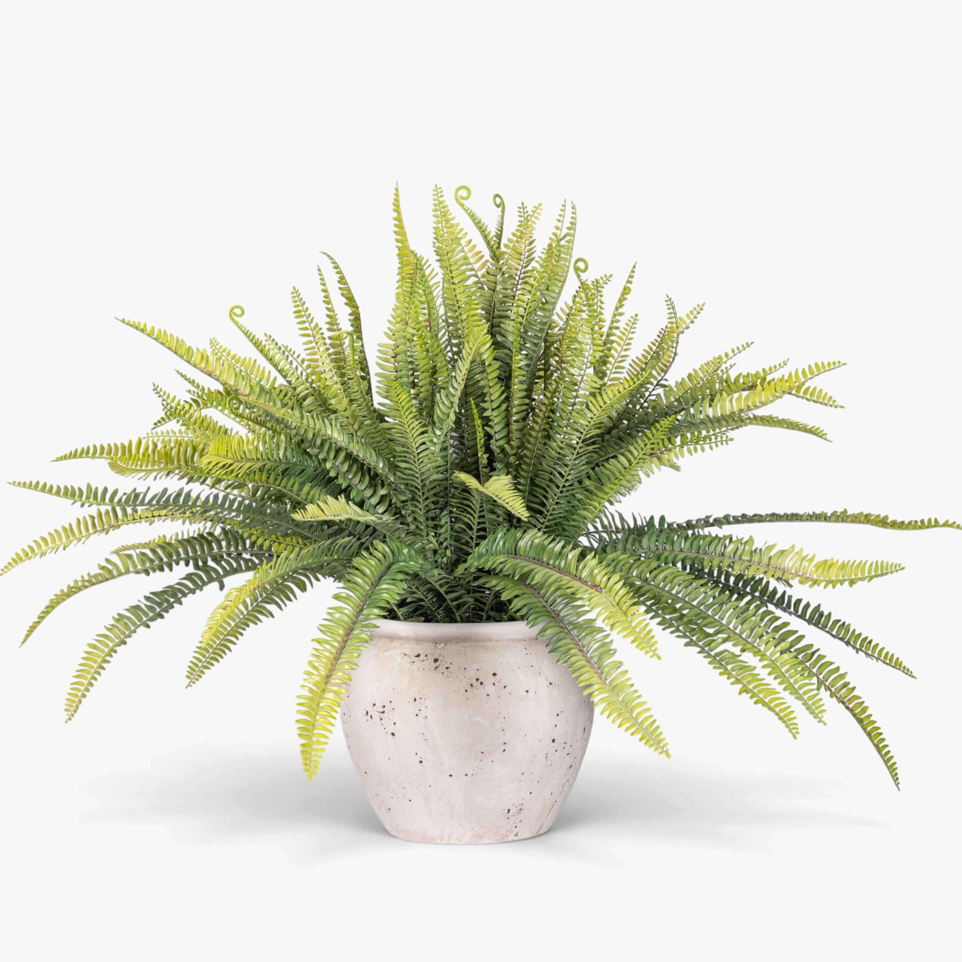 Table Top Plants